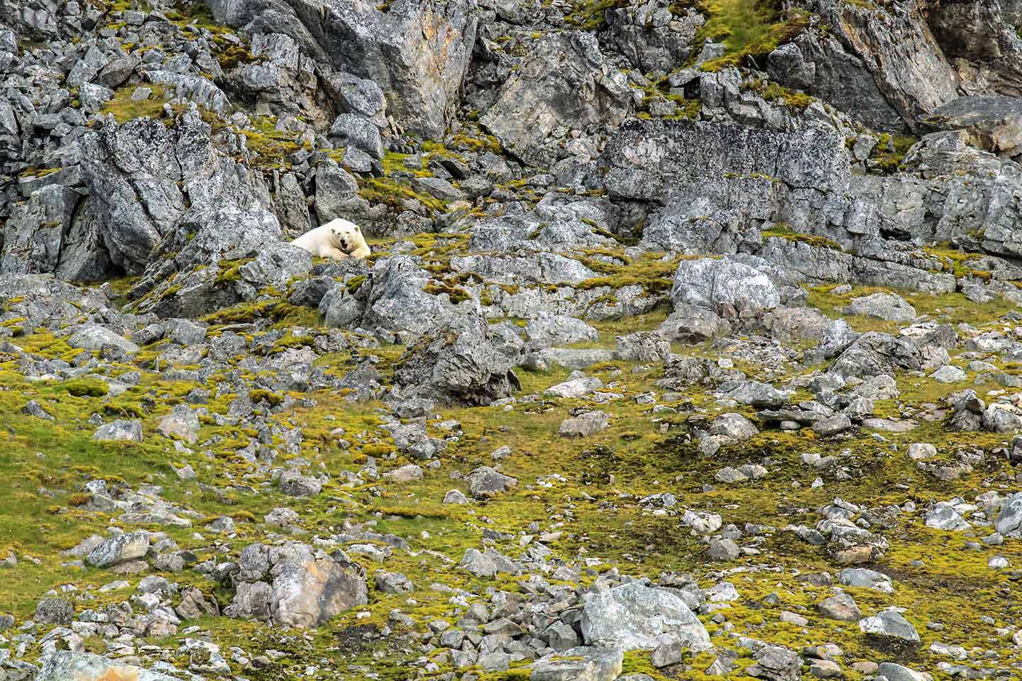 Afbeelding van IJsbeer Spitsbergen Norge Reiser Esther Baas