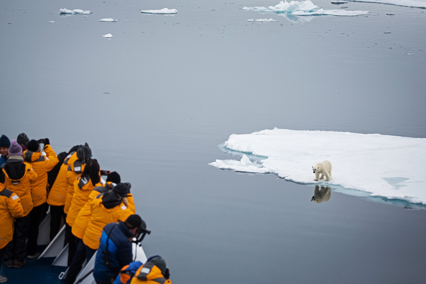 Afbeelding van IJsbeer Pakijs Quark Expeditions Acacia Johnson