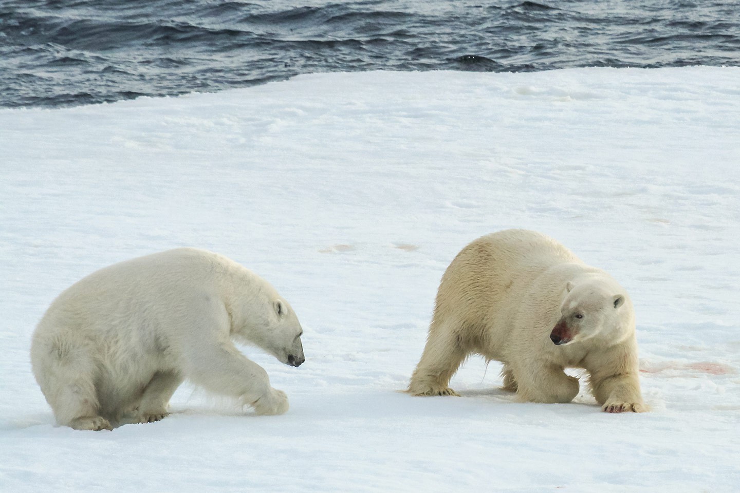 Afbeelding van IJsberen Pakijs Spitsbergen Norge Reiser Esther Baas