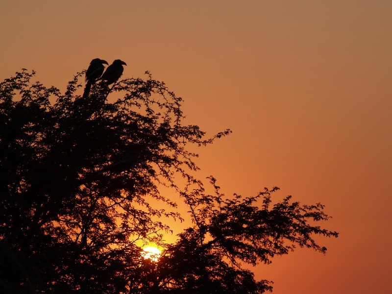 Afbeelding van Kalahari Zonsopgang 704