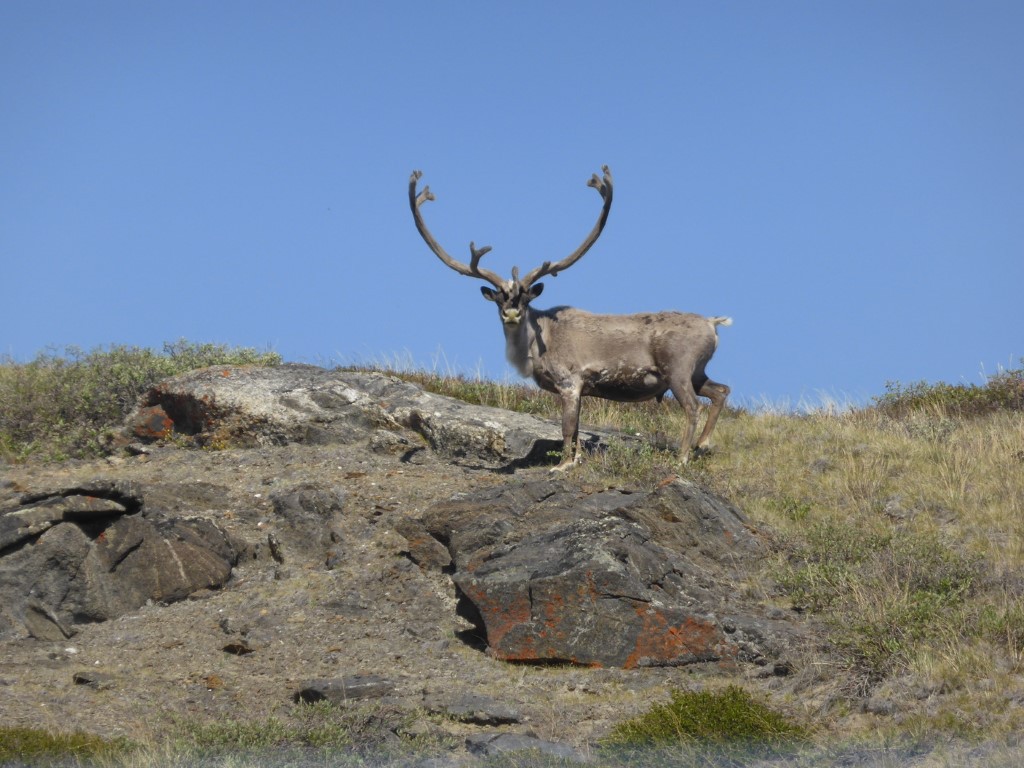 Kangerlussuaq, Groenland