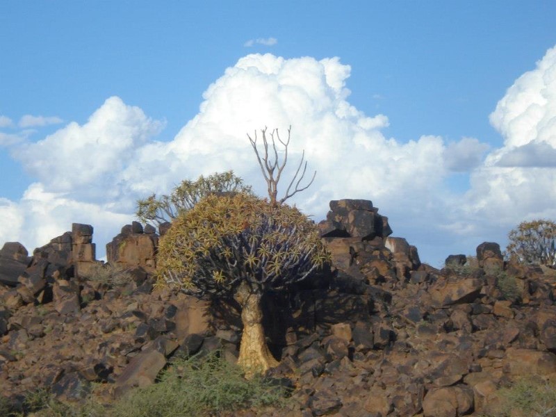 Afbeelding van Keetmanshoop Mesosaurus Fossile Camp