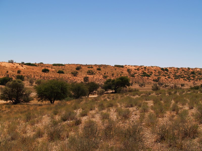 Afbeelding van Kgalagadi TFP