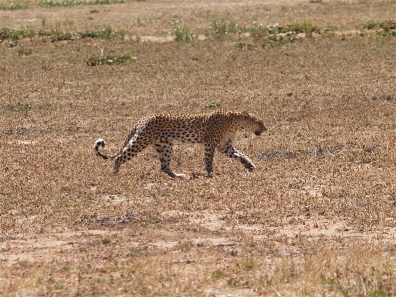 Afbeelding van Kgalagadi Transfrontier Park