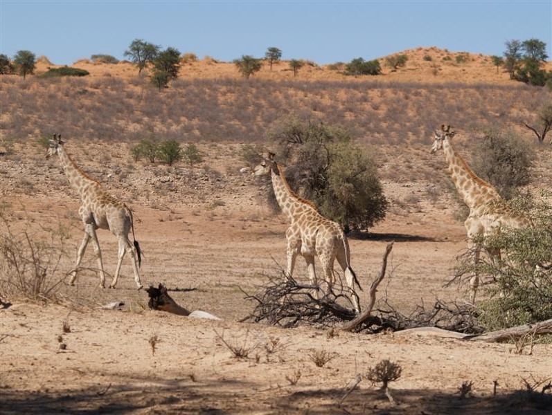 Kgalagadi Transfrontier Park Afbeelding van Kgalagadi Transfrontier Park