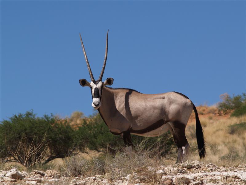 Kgalagadi Transfrontier Park