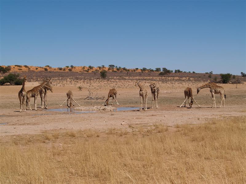 Kgalagadi Transfrontier Park