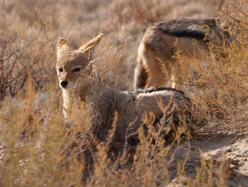 Kgalagadi Transfrontier Park