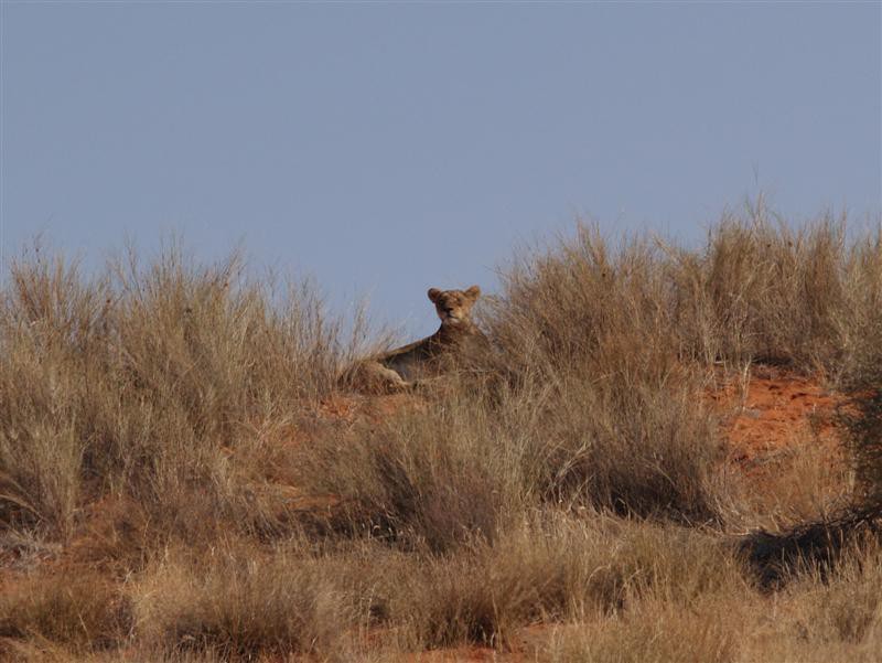 Kgalagadi Transfrontier Park