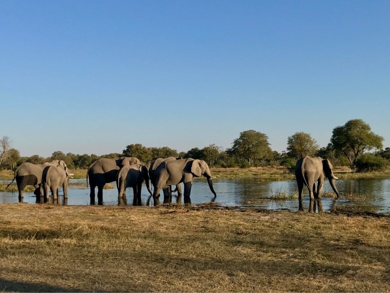 Khwai Guesthouse in Moremi