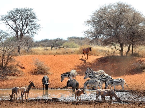 Afbeelding van Kimberley Mokala National Park