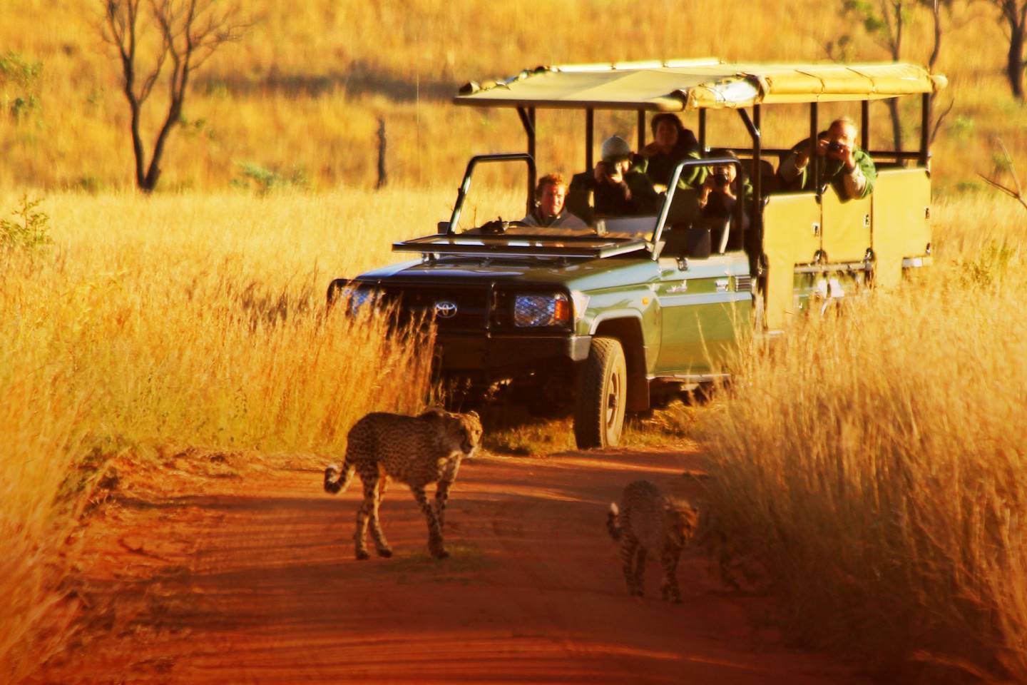 Kololo Game Reserve - Vaalwater