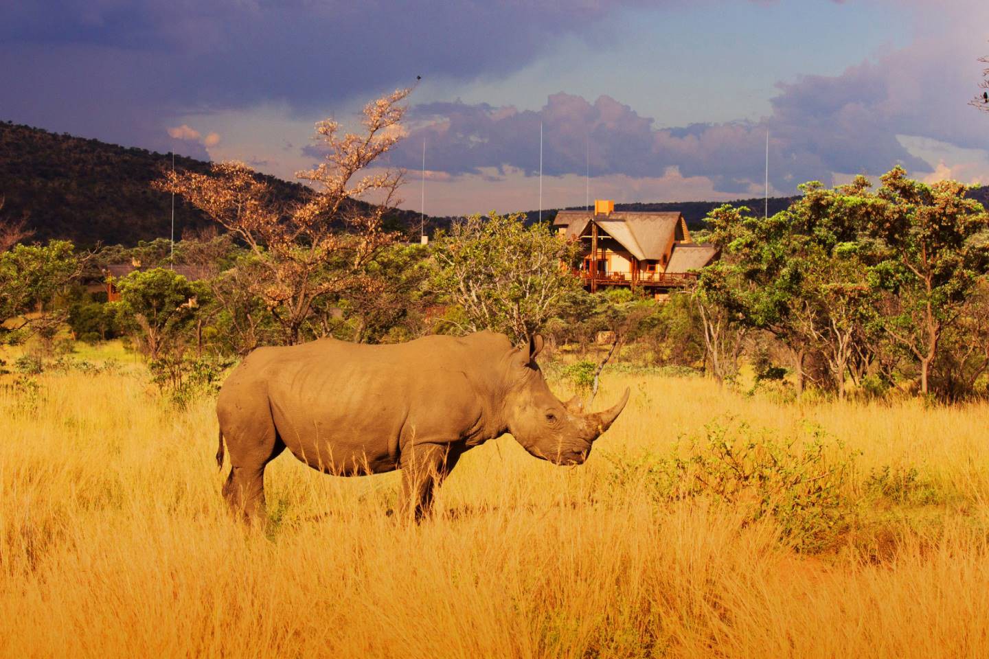 Kololo Game Reserve - Vaalwater