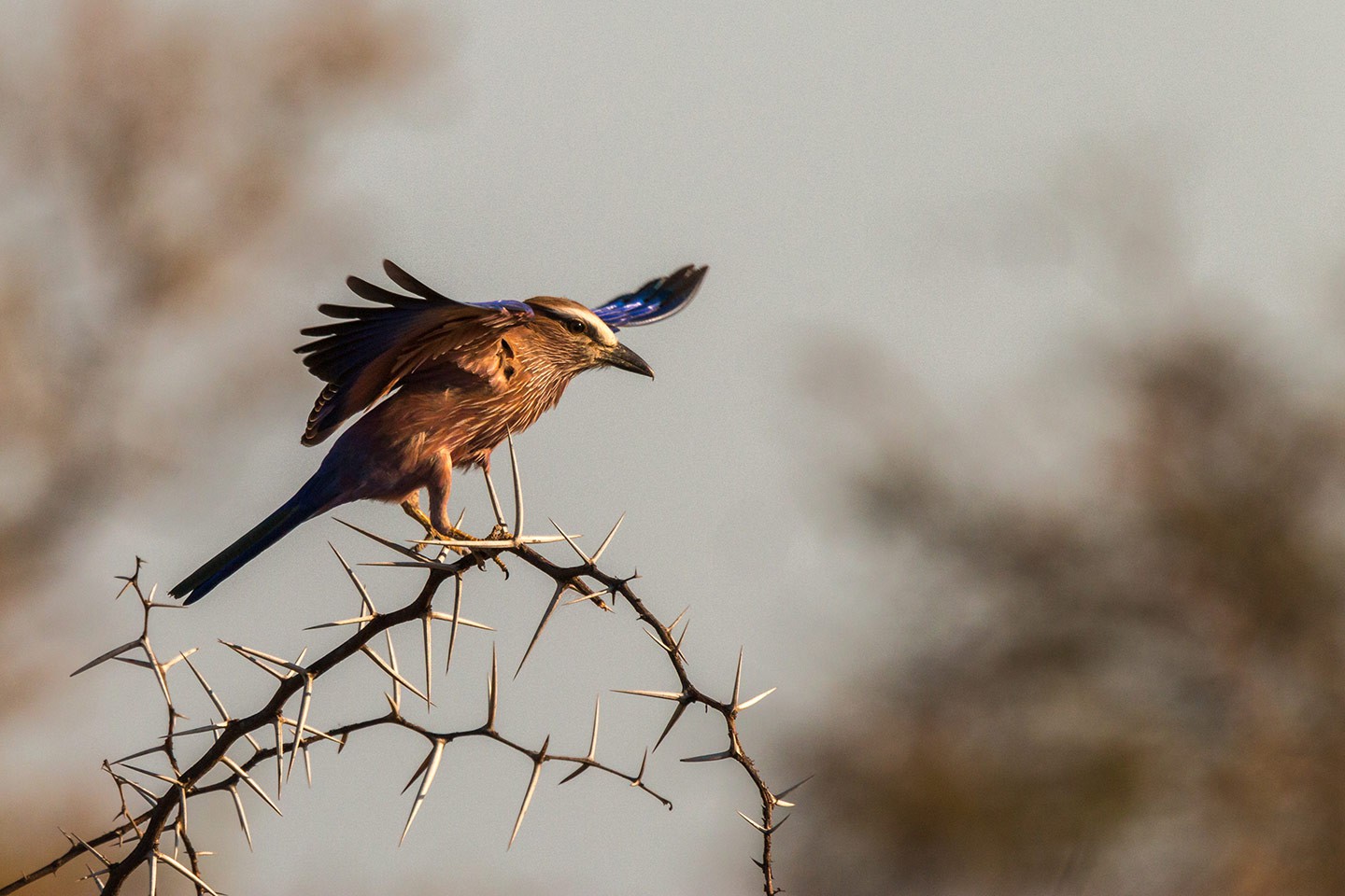 Kruger Nationaal Park