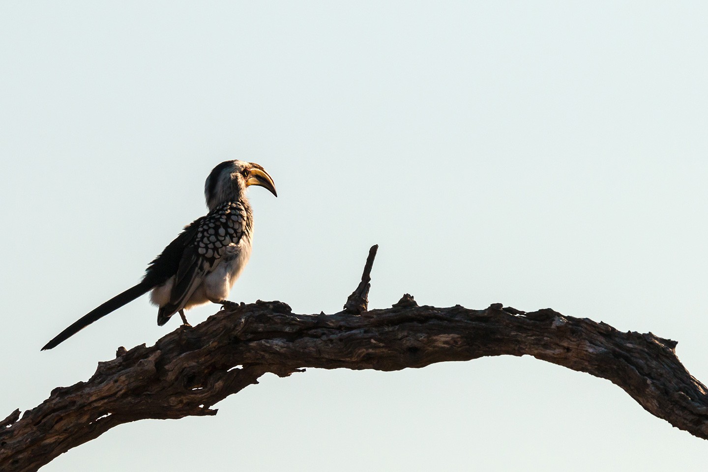 Kruger Nationaal Park