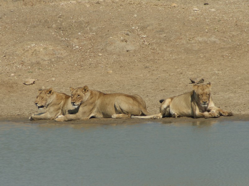 Lower Sabie - Kruger National Park