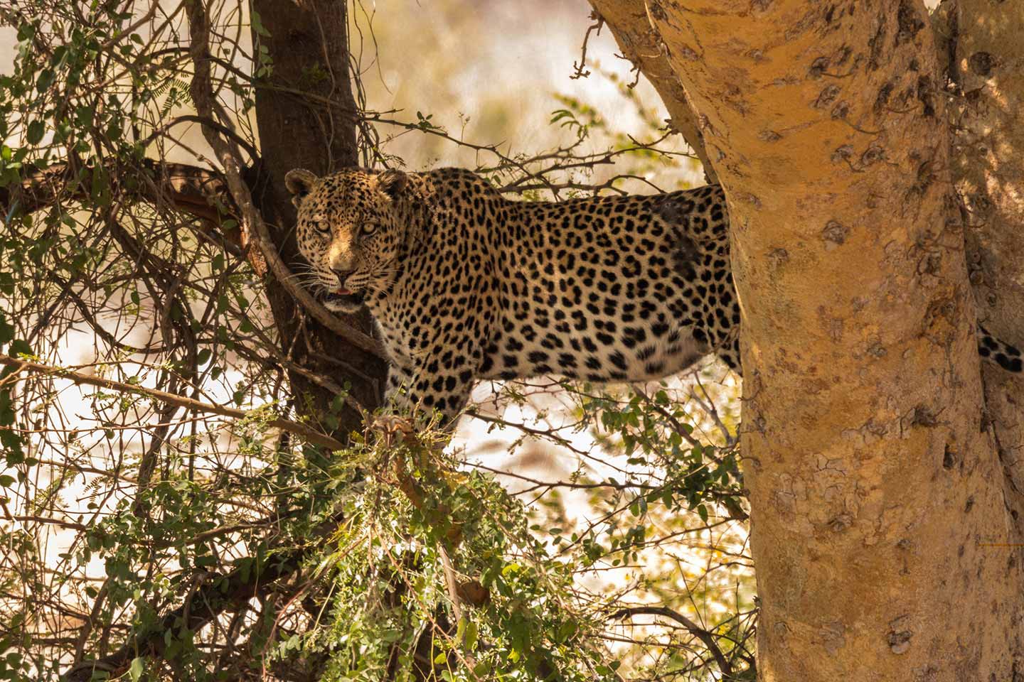 Kruger Nationaal Park