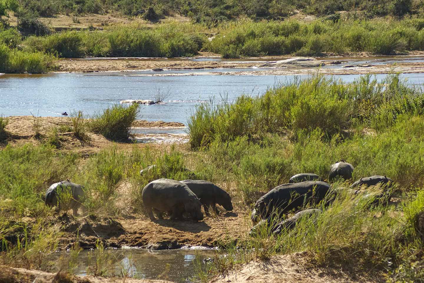 Kruger Nationaal Park