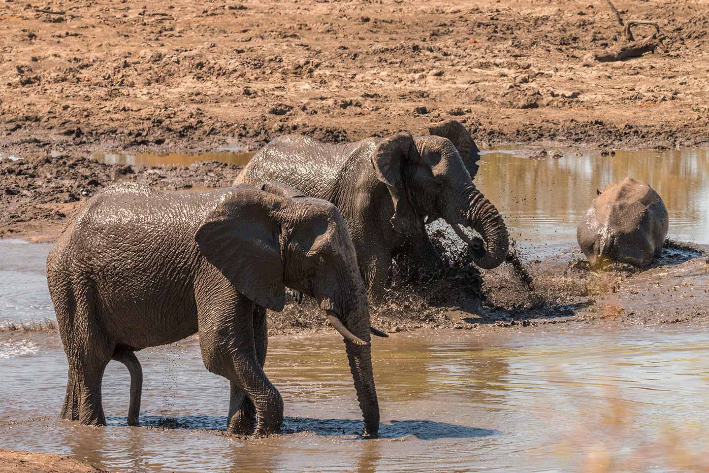 Kruger Nationaal Park