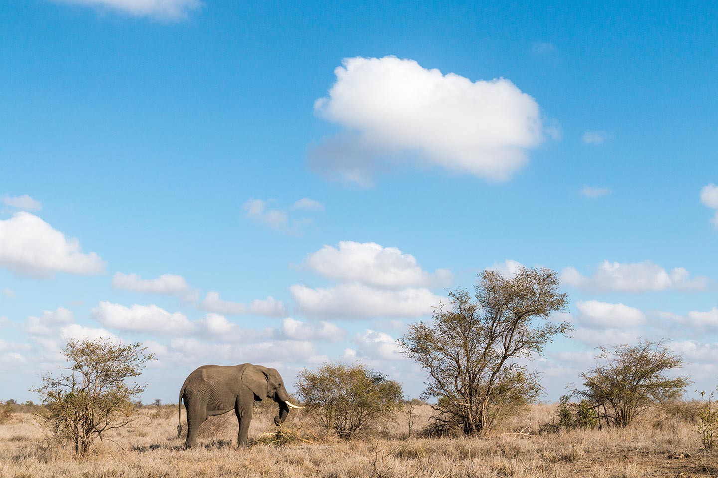 Kruger Nationaal Park