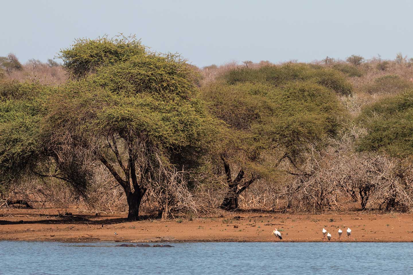 Kruger Nationaal Park