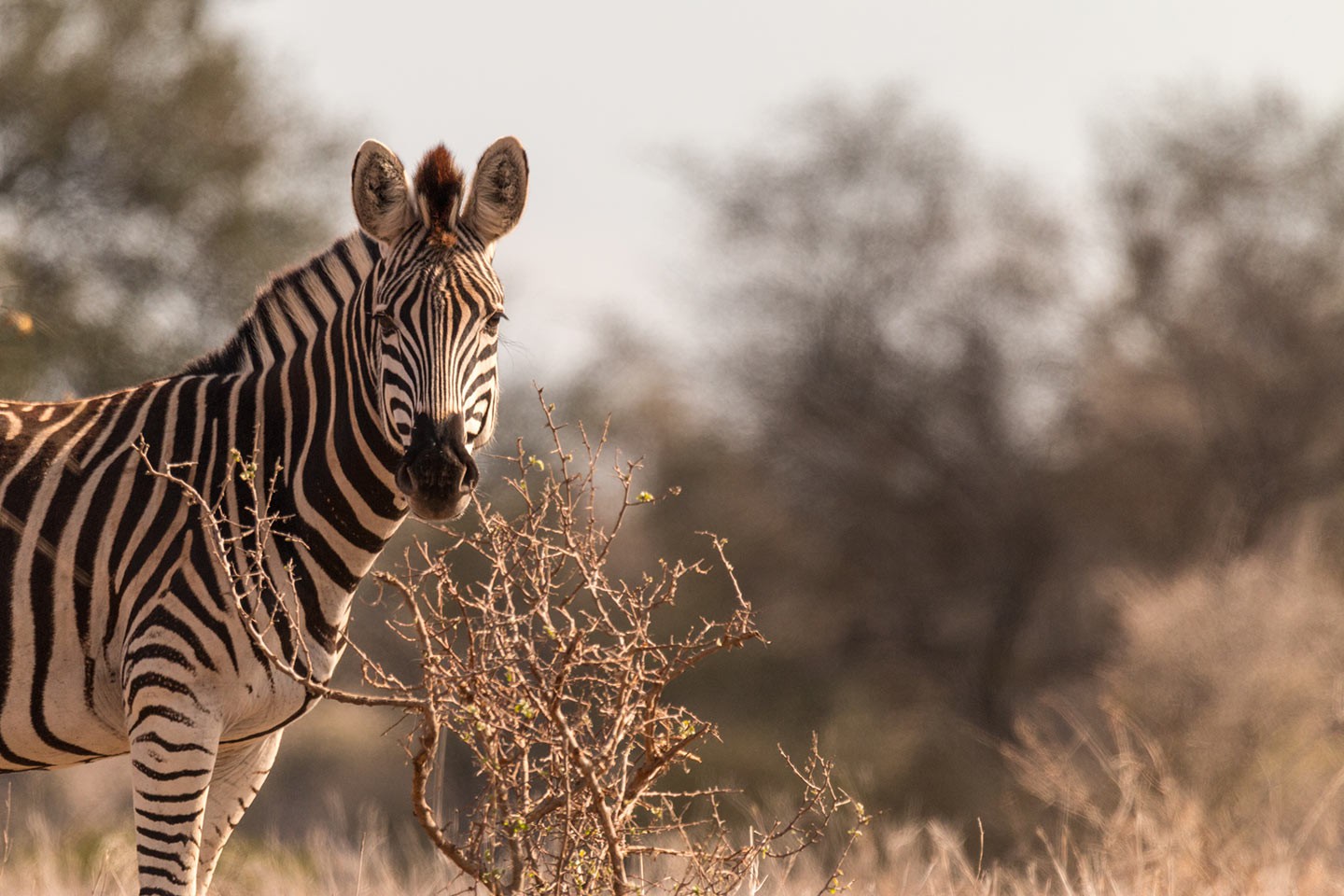 Afbeelding van Krugerpark Zebra Satara Suid Afrika Reise Ramon Lucas