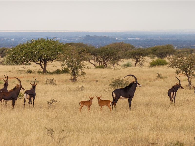 Kuruman Red Sands Afbeelding van Kuruman Red Sands