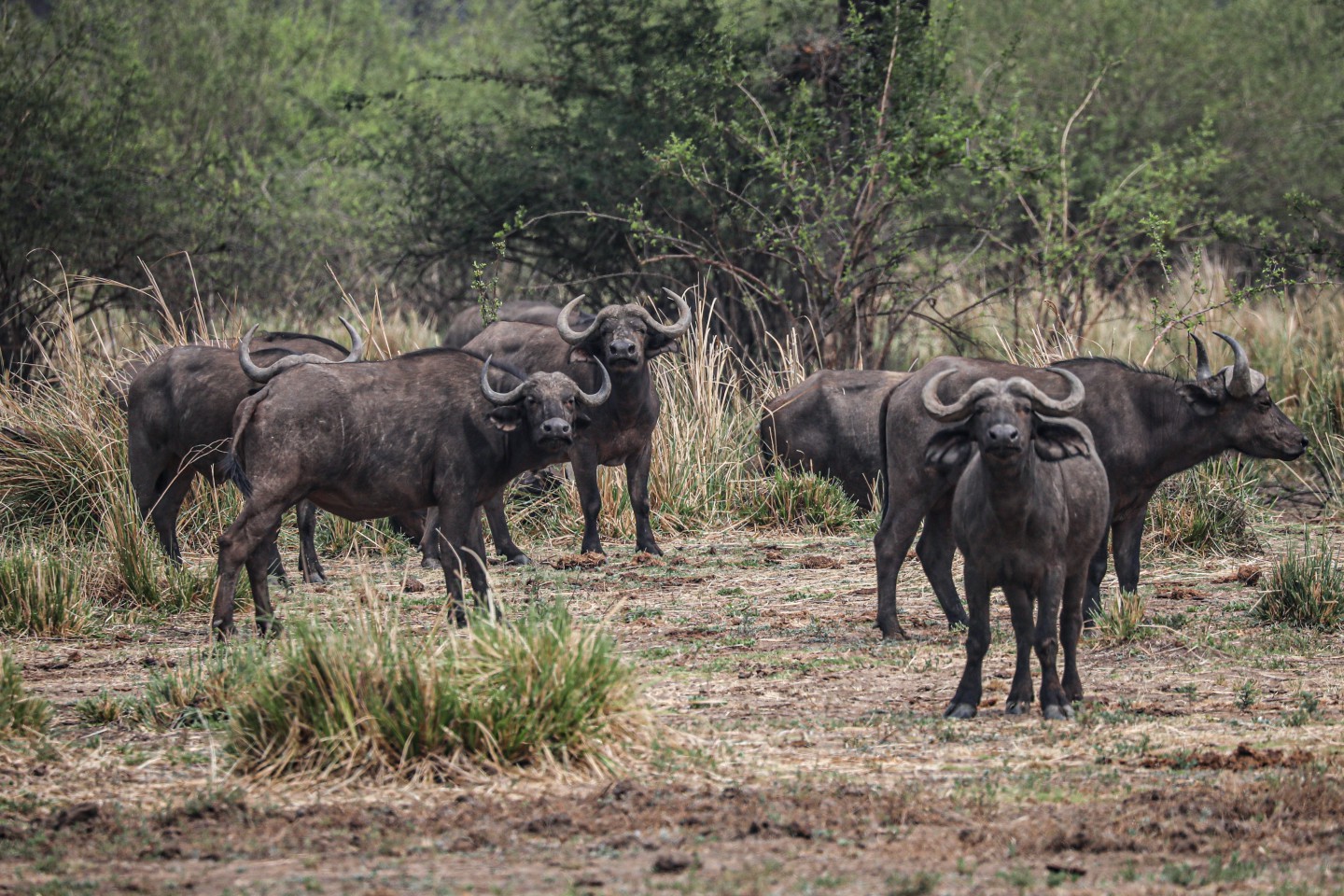 Lower Zambezi Nationaal Park