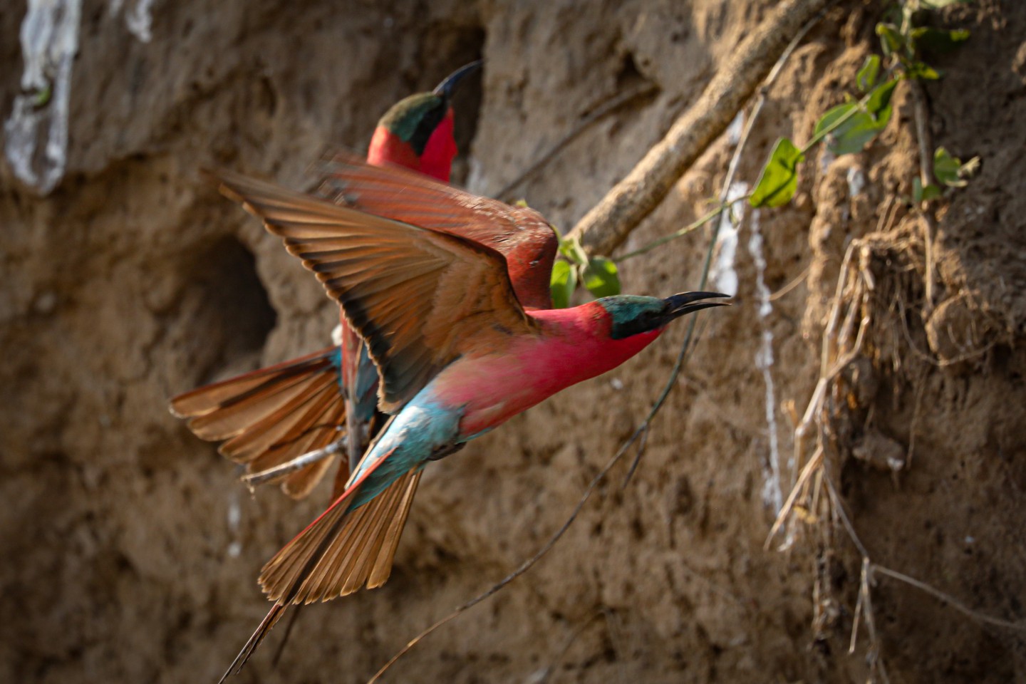 Lower Zambezi Nationaal Park