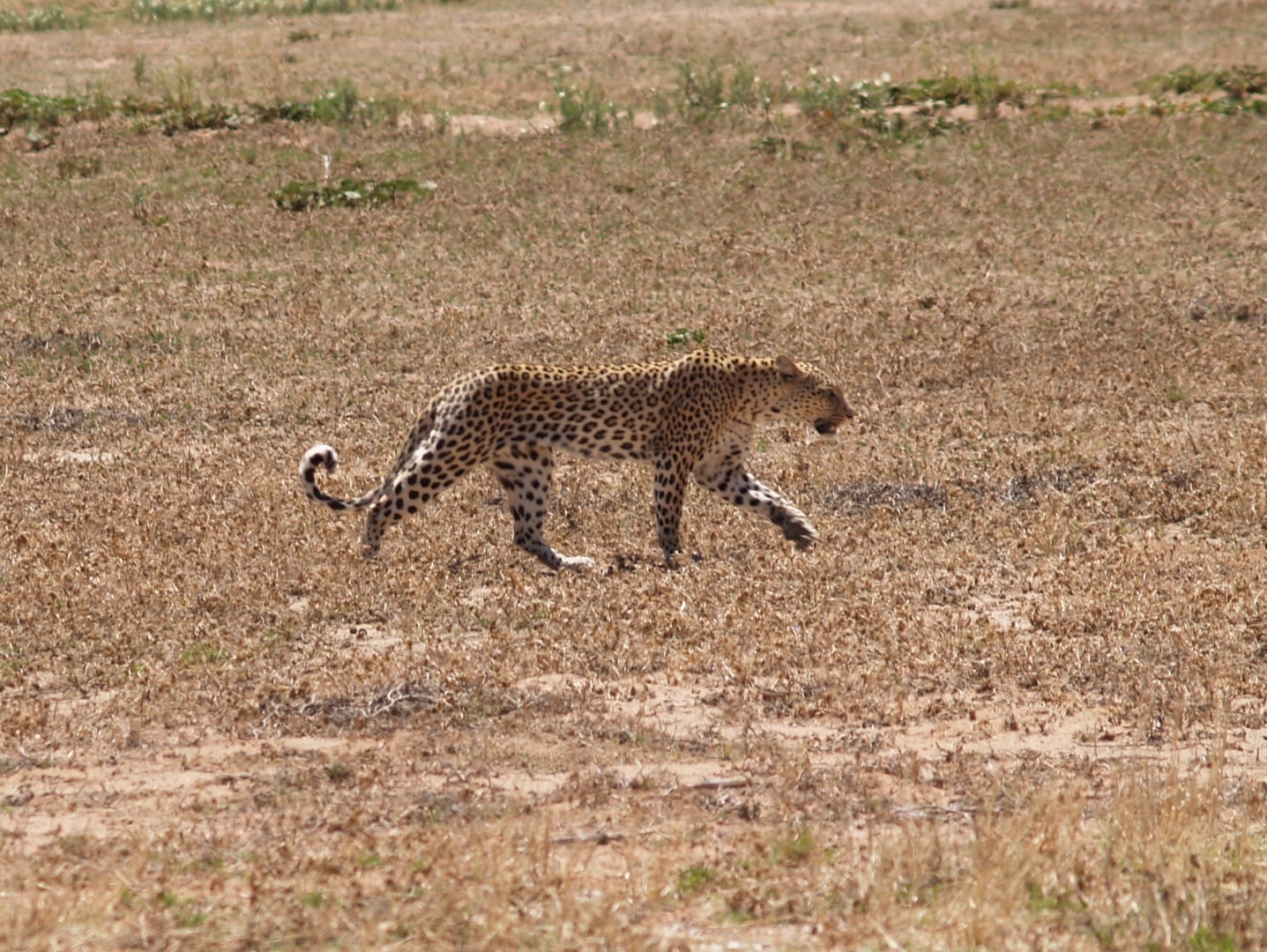 Twee Rivieren - Kgalagadi Transfrontier Park