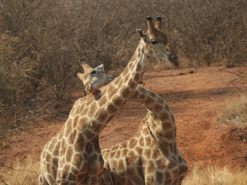 Afbeelding van Madikwe NP