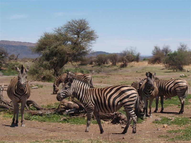 Afbeelding van Madikwe Park 05