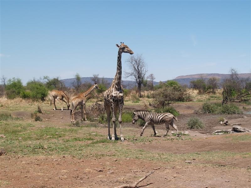 Afbeelding van Madikwe Park 06