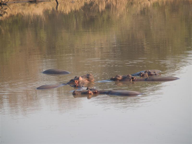 Mkhaya Game Reserve