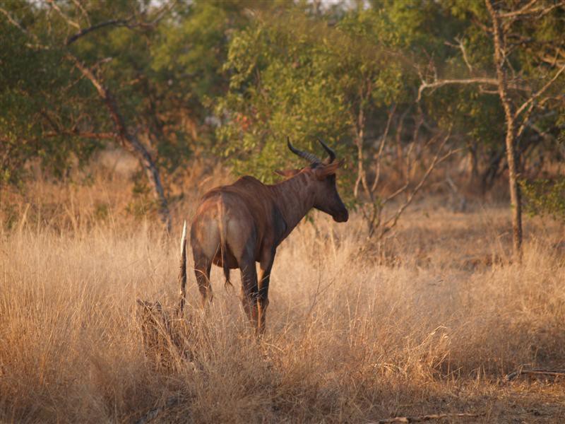 Mkhaya Game Reserve