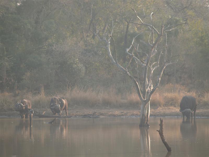 Mkhaya Game Reserve