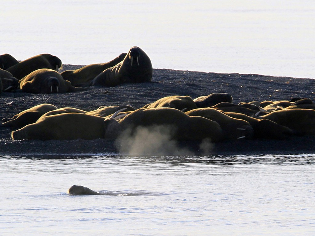 Afbeelding van Moffen Spitsbergen Hurtigruten Linda Drake Copy