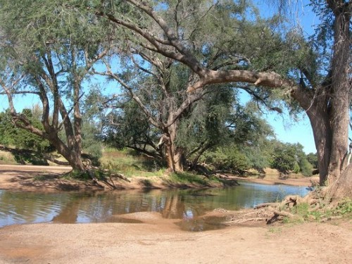 Molema Bush Camp Tuli Block