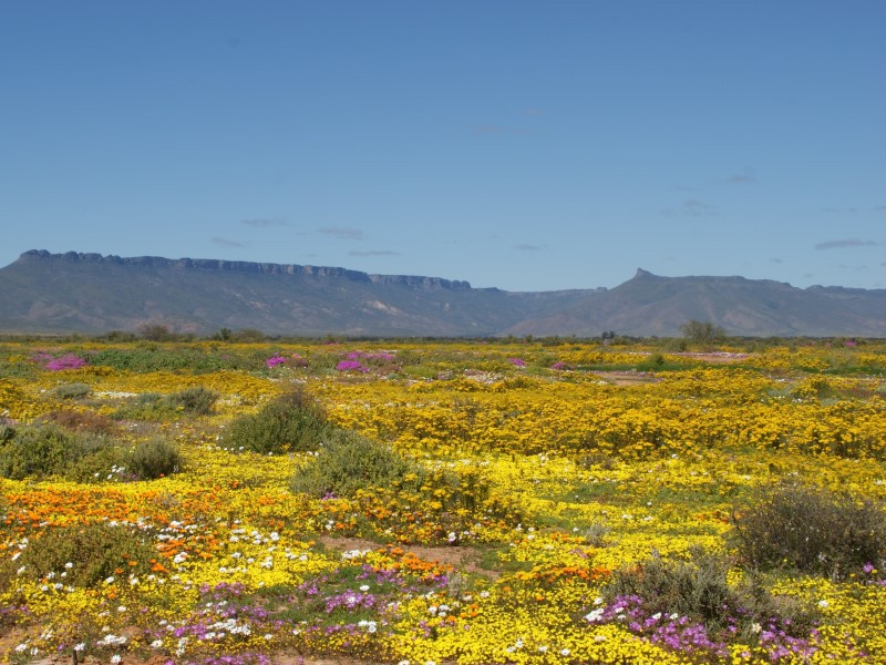 Afbeelding van Namaqua NP