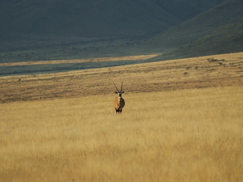 Afbeelding van Namib Naukluft Park