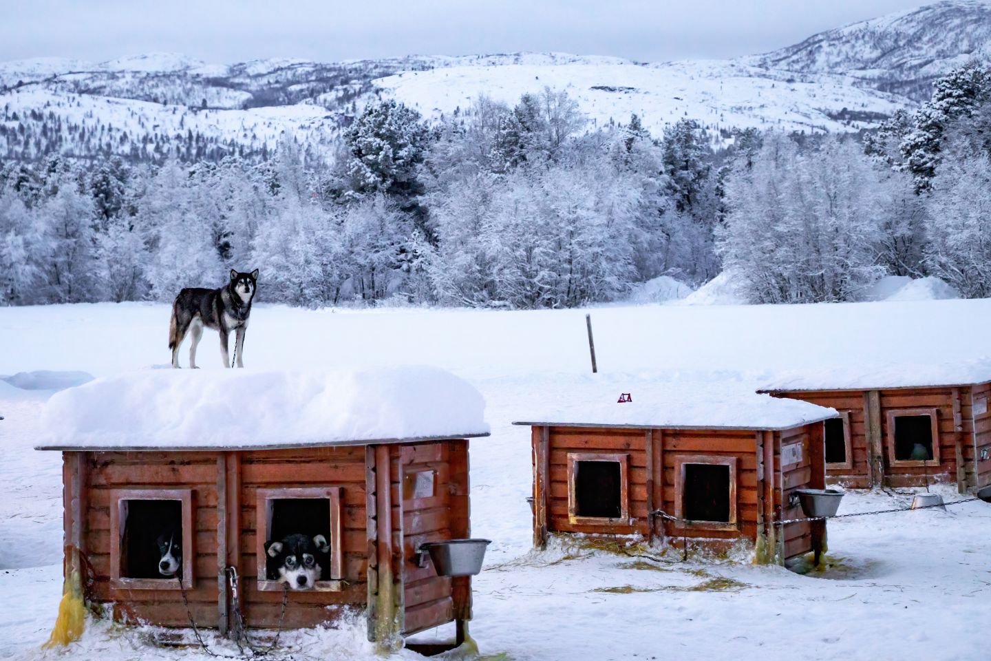 Noors Lapland Reis Ylva Afbeelding van Noors Lapland Reis Ylva
