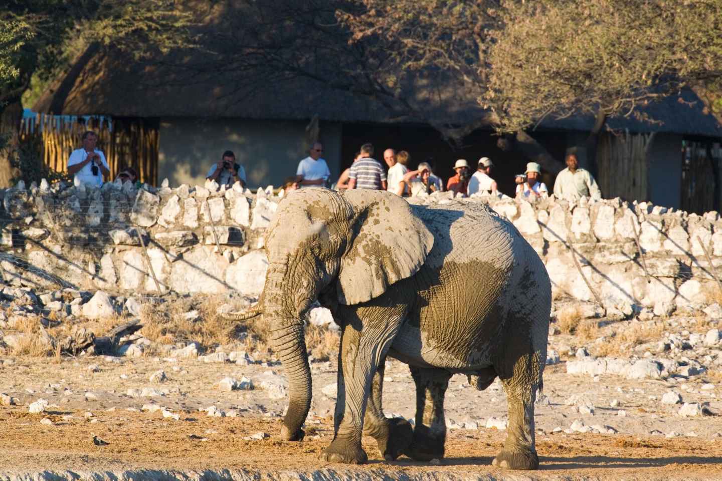 Okaukuejo Camp - Etosha