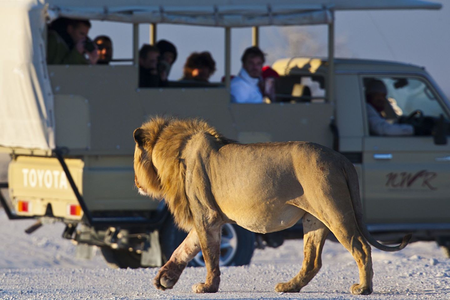 Okaukuejo Camp - Etosha