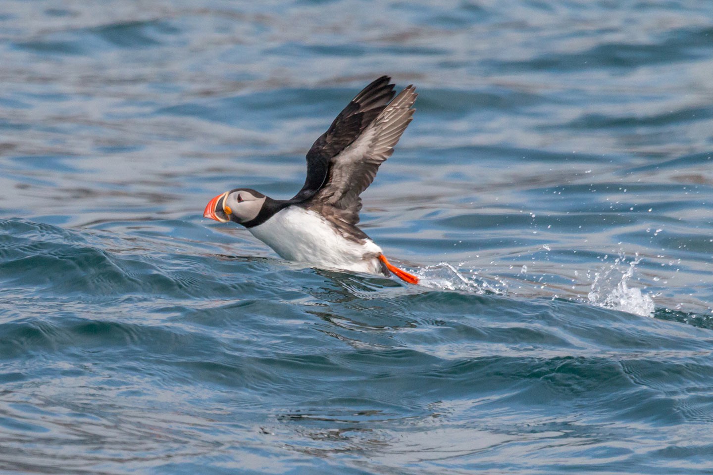 Afbeelding van Papegaaiduiker Spitsbergen Norge Reiser Ramon Lucas