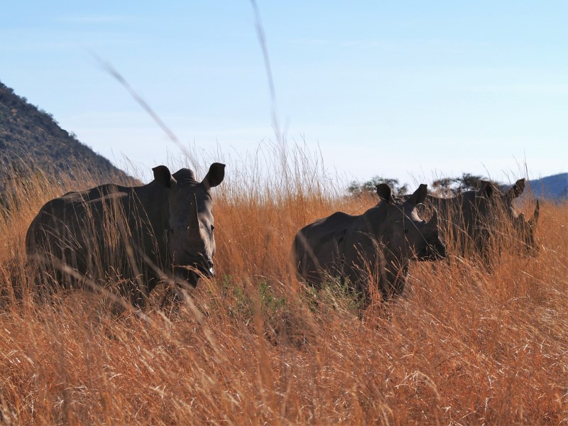 Afbeelding van Pilanesberg