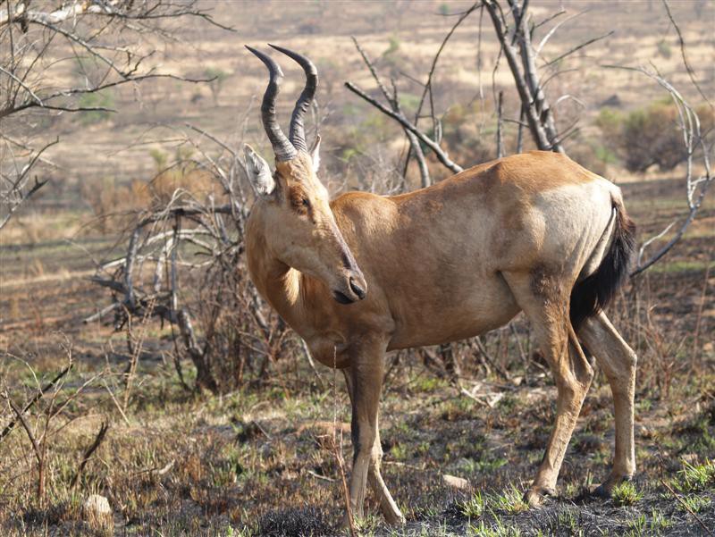 Pilanesberg Nationaal Park