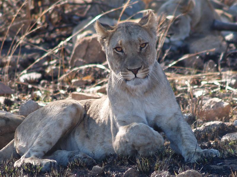 Pilanesberg Nationaal Park