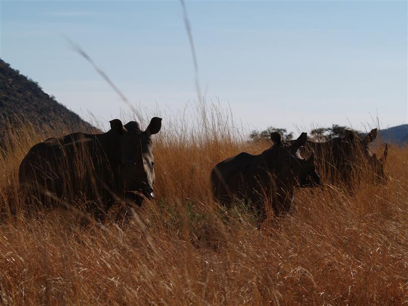 Pilanesberg Nationaal Park