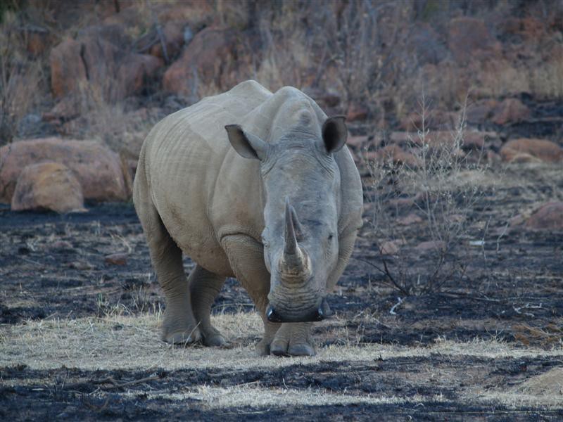 Pilanesberg Nationaal Park