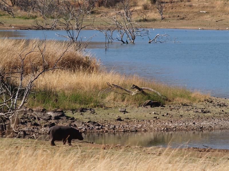 Pilanesberg Nationaal Park